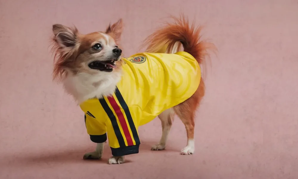 jerseys para mascotas America