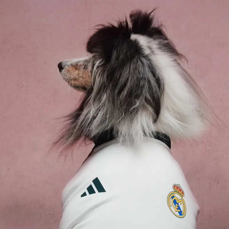 jerseys para mascotas Real Madrid